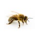 Προϊόντα Μέλισσας
